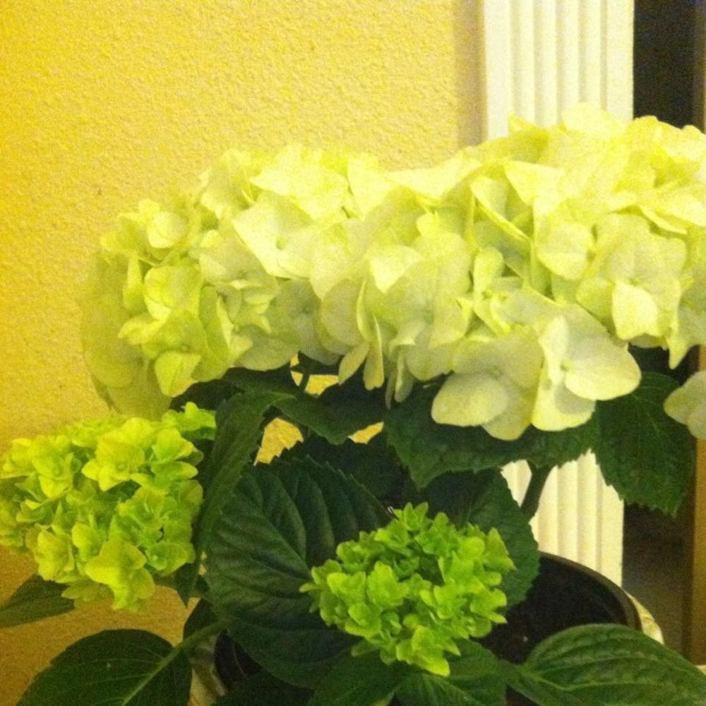 Meet your Posher, Elidia